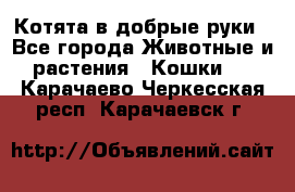 Котята в добрые руки - Все города Животные и растения » Кошки   . Карачаево-Черкесская респ.,Карачаевск г.